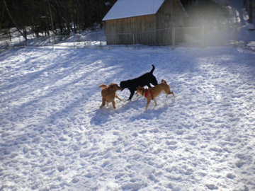 Abby, Hunter & Axel Abby, Hunter & Axel